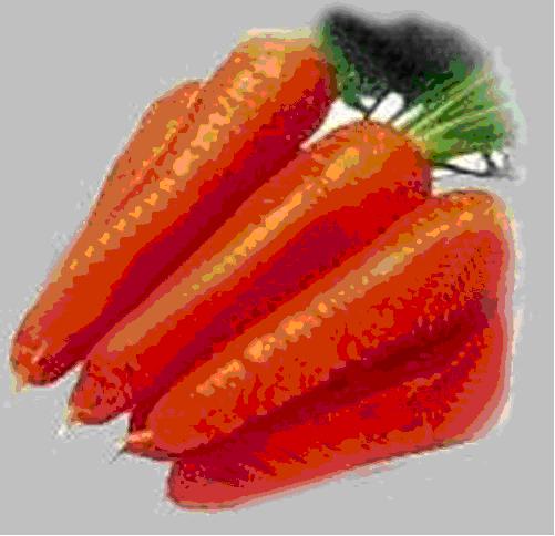  Fresh Red Carrots ( Fresh Red Carrots)