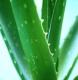 Aloe Vera Rohstoffe (Aloe Vera Rohstoffe)