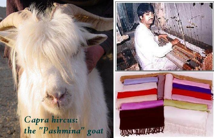  Kashmir`s Finest Handmade Pashmina (Cashmere) Shawls, Scarves (Кашмир`s Finest ручной пашмины (Cashmere) Шали, шарфы)