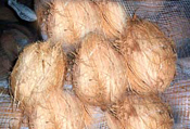 Coconut (Semi Husk) (Coconut (Semi ореха))