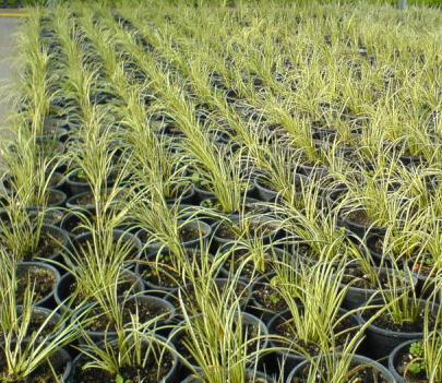  Carex Morrowii Aurea Variegata ( Carex Morrowii Aurea Variegata)