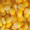 Yellow Corn (Yellow Corn)