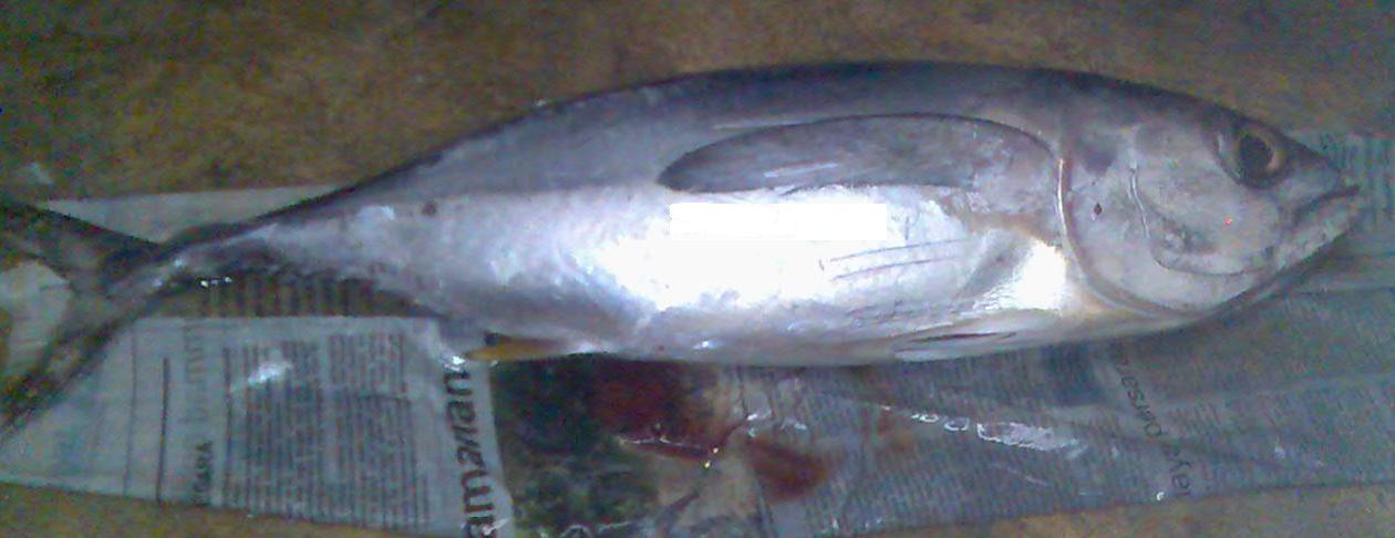  Skipjack And Yf Tuna (Bonito und Yf Thunfisch)