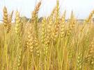  Organic Wheat (Органические Пшеница)
