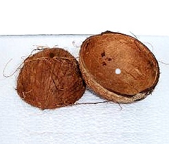  Coconut Shell