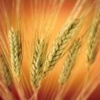  Wheat / Bran / Gluten Pakistan Origin (Пшеница / Бран / глютена и пакистанское происхождение)