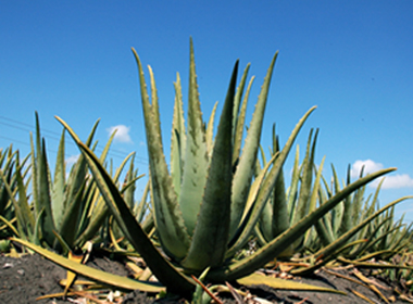  Aloe Vera (Aloe Vera)