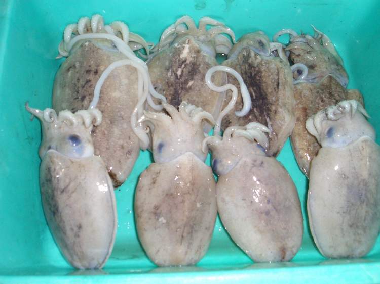  Cuttlefish (Tintenfische)
