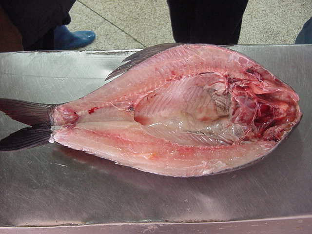  Rohu Back Gutted Fish
