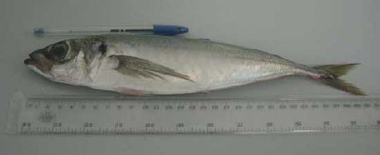  Horse Mackerel