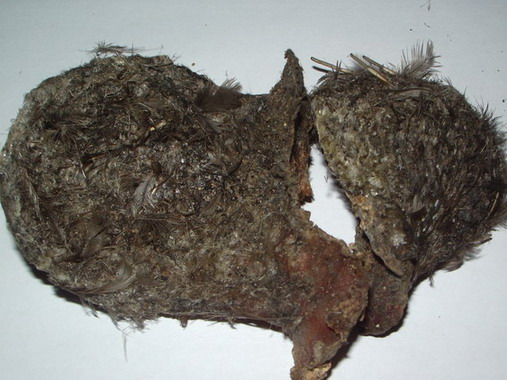  Feather Nest (Feather Nest)