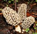  Morel Mushroom (Морель Mushroom)