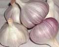  Garlic (Knoblauch)