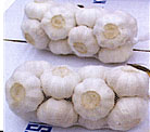  Garlic (Knoblauch)