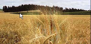  Australia Wheat