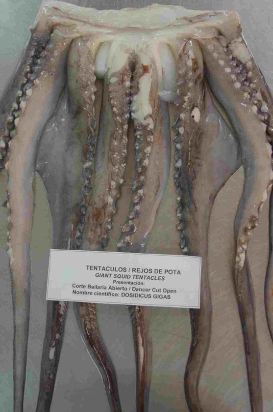  Giant Squid Tentacles