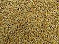  Pakistani Wheat (Пакистанской пшеницы)