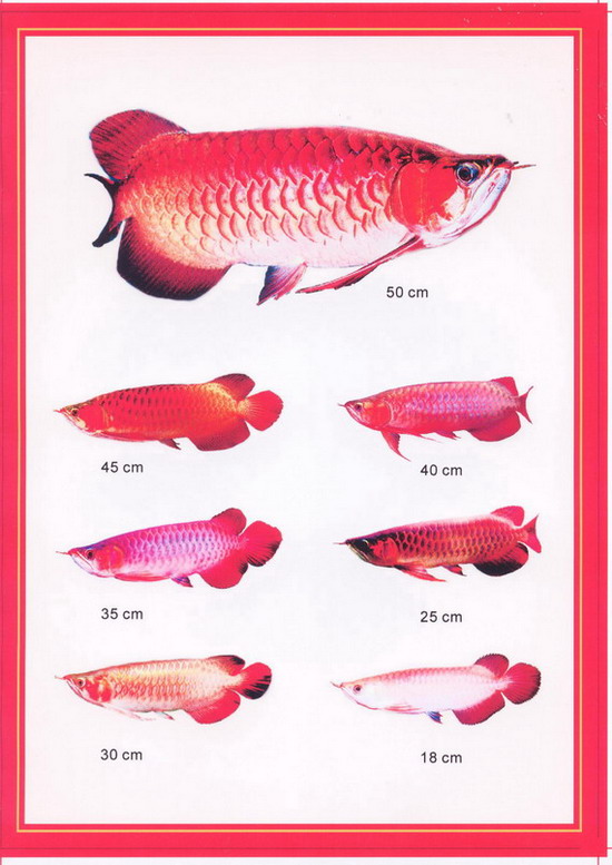  Size Of Arowana (Taille de Arowana)