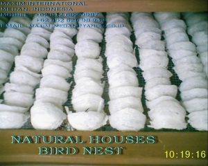  White Natural Bird Nest (Naturel Blanc Bird Nest)