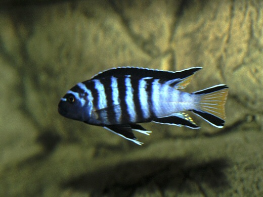  Malawi`s Cichlid Fish (Malawi`s Cichlid Fish)