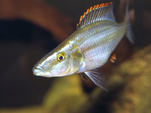  Malawi`s Cichlid Fish