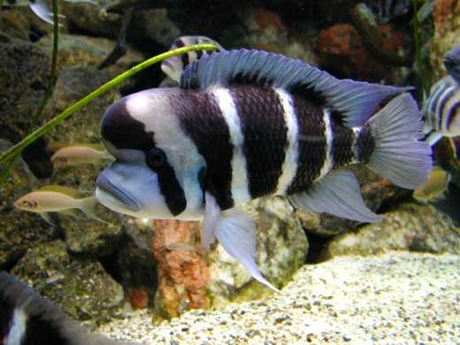  Tanghanyika`s Cichlid Fish (Cichlid Tanghanyika`s Fish)