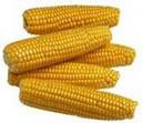  Corn (Maïs)