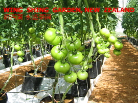  Tomatoes Fresh From Wing Shing Garden, New Zealand