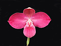  Orchids (Orchidées)