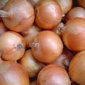 Onion (Onion)
