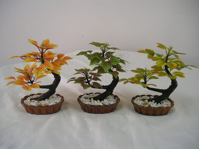  Bonsai Tree