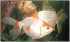 Gold Fish Aquarium (Золотая рыбка аквариум)