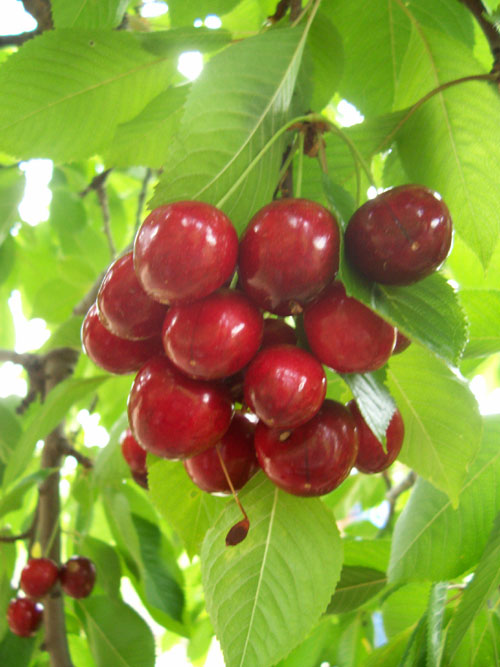  Cherry (Cherry)