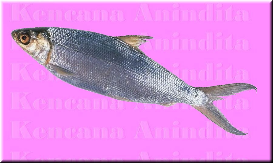  Milkfish (Chanos)