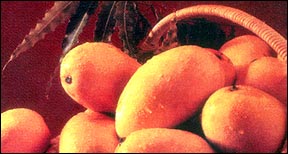 Mango (Mango)