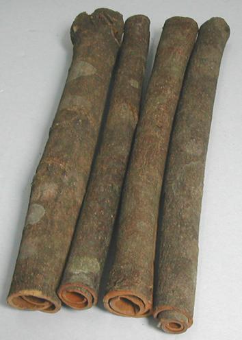  Cassia Tube