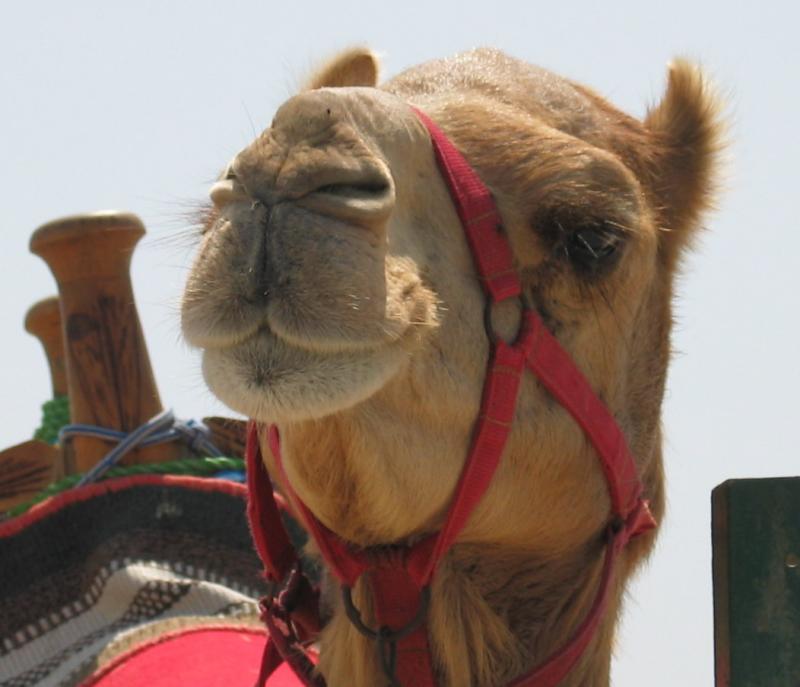  Camel
