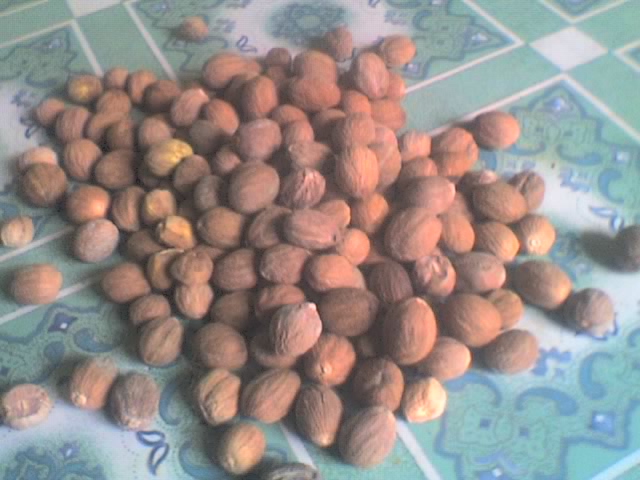  Nutmeg (Noix de muscade)