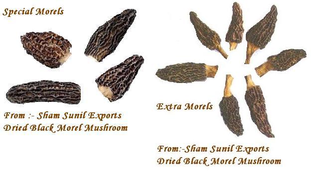  Dried Morels (Morilles séchées)