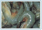  White Prawn (White Garnelen)