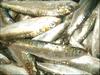  Canned And Frozen Sardines (Консервированные и замороженные сардины)