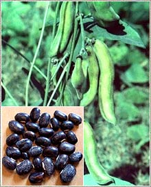  Mucuna Pruriens Seed Powder (Sexual Stimulant) (Mucuna Pruriens порошка семян (сексуальные стимуляторы))