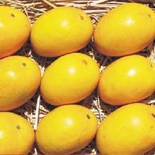  Indian Alphonso Mangoes (Indian Alphonso Mangos)