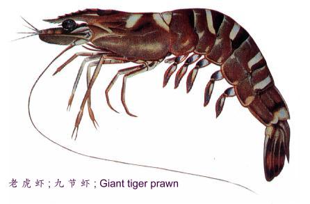  All Type And Tiger Prawn (Alle Typ-und Tiger-Garnelen)