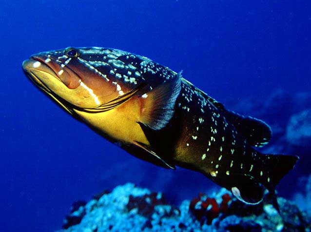  Dusky Grouper