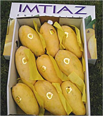  Mangoes From Pakistan (Mangues Du Pakistan)