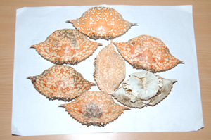 Crab Shell