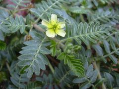 Extrakt von Tribulus terrestris (Extrakt von Tribulus terrestris)