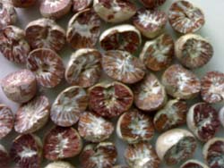  Betel Nut (Betelnuss)