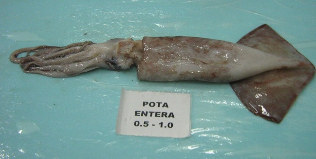  Whole Squid